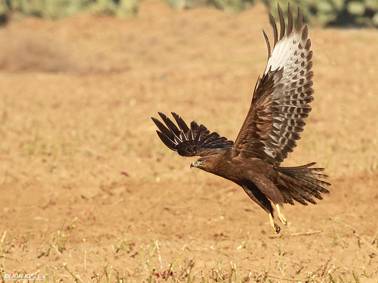 Long Legged  Buzzard  Buteo rufinus (Dark morph),Reim ,north western Negev,Israel ,December 2012 .Lior Kislev